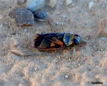 Kirby's Backswimmer