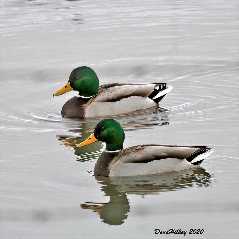 Mallards