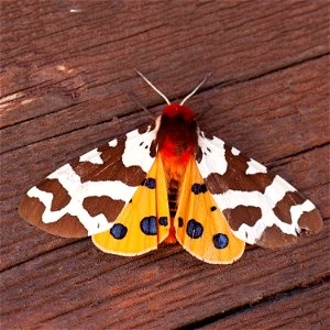 Great Tiger Moth photo