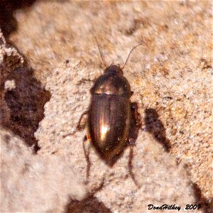 0 Sun Beetles
