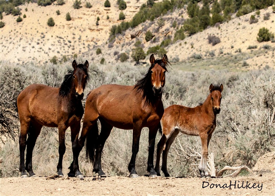 web-baymare-yo-and-foal-april2019