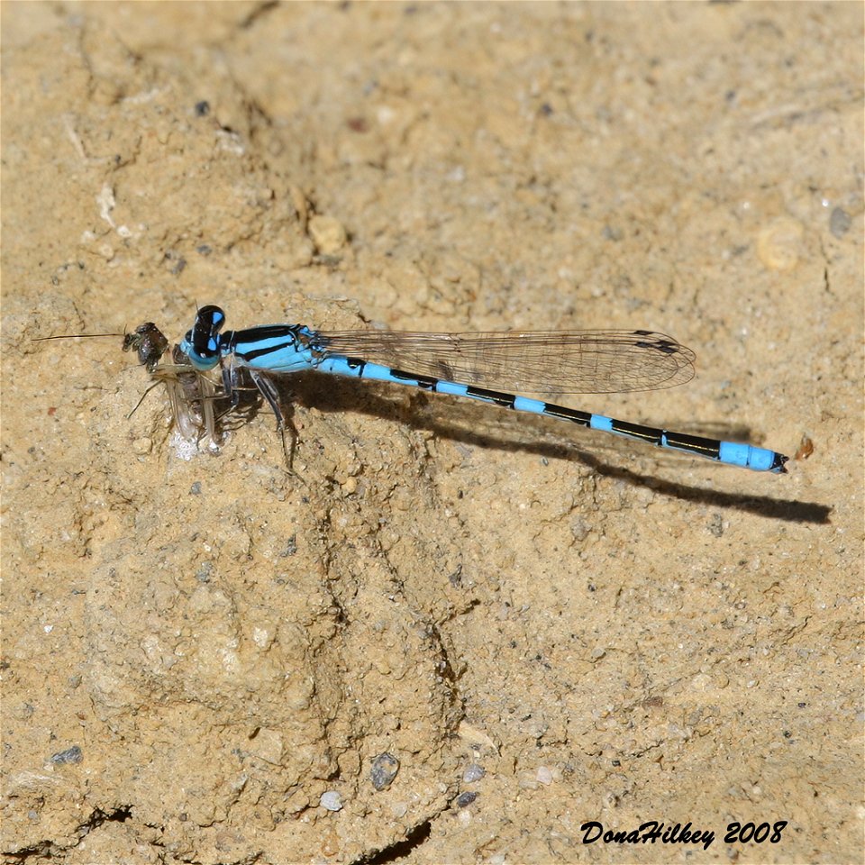 Alkali Bluet photo