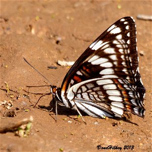 Weidemeyer's Admiral
