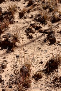 Gallinas Mountains