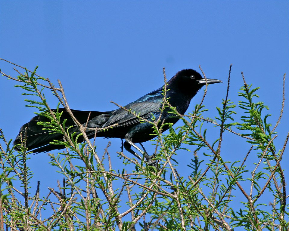 Boat-tailed Grackle