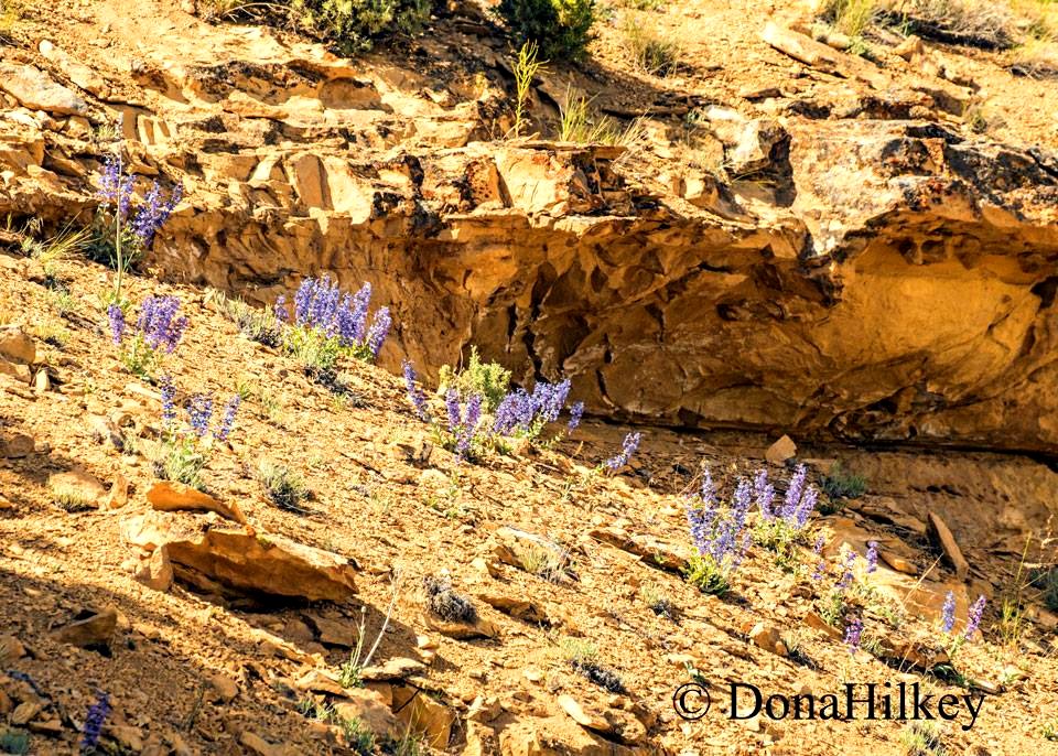 Mucronate or Sheep Creek Penstemon and Digger Bee