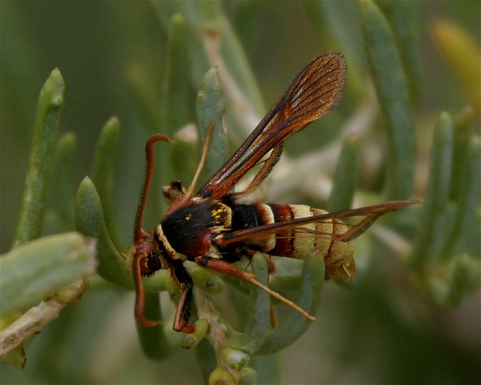 Western Poplar Clearwing Moth