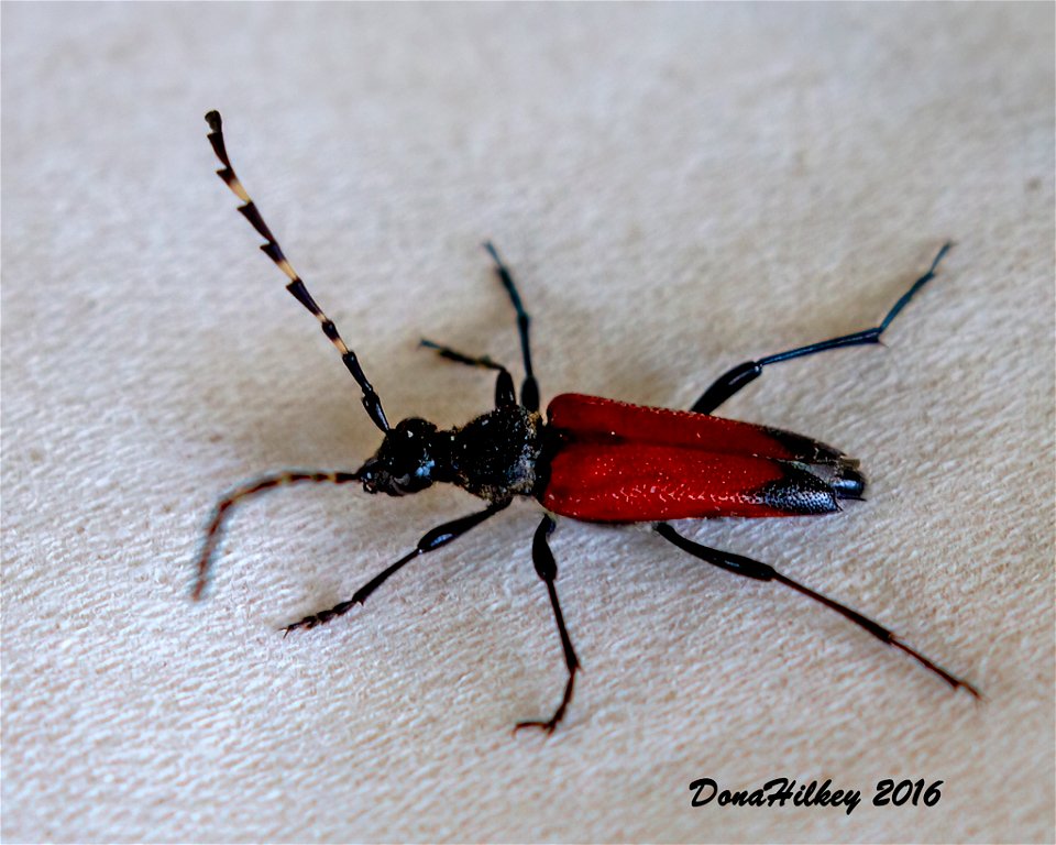 Red-shouldered Pine Borer Stictoleptura canadensis