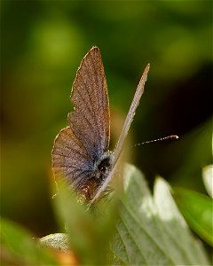 Western Tailed-Blue