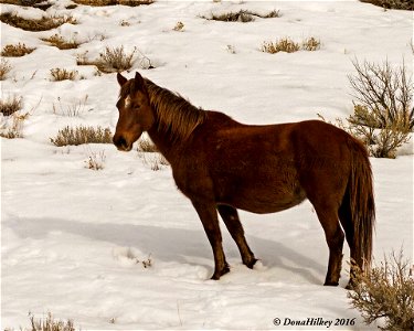 Piceance Wild Horses