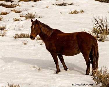 Piceance Wild Horses photo