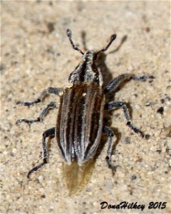 Weevil Genus Scaphomorphus