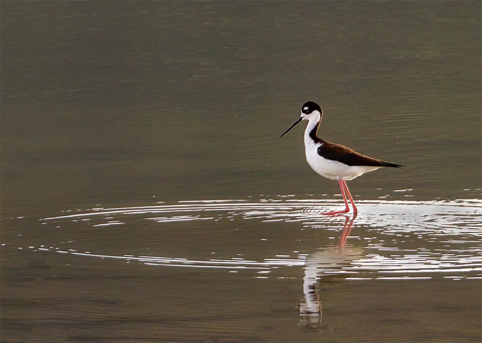 Black-necked Stilt