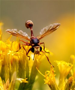 Thick-headed Fly