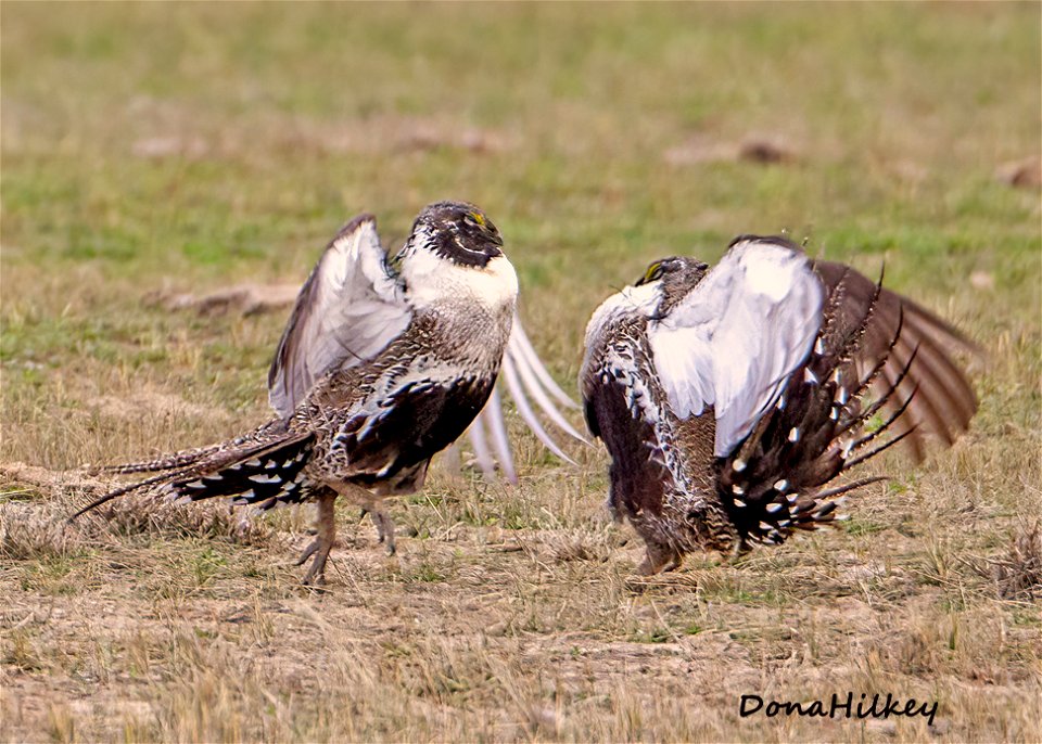 Greater Sage Grouse