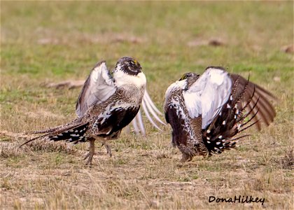 Greater Sage Grouse