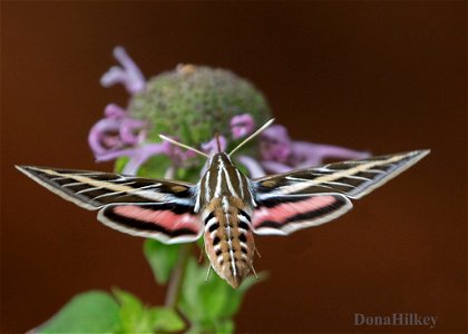 White-lined Sphinx photo