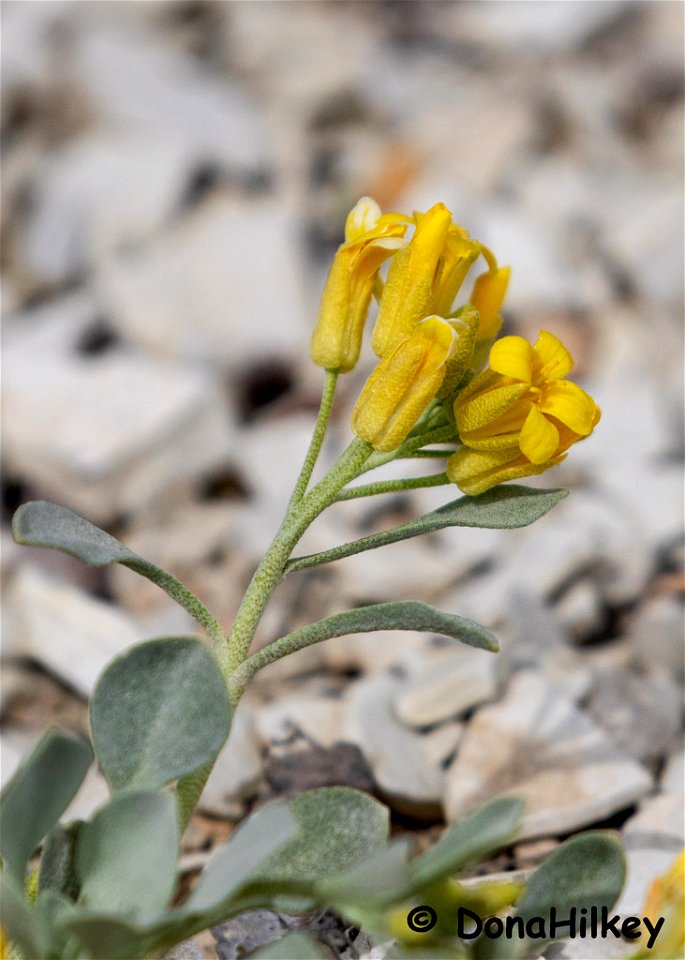 unid-wildflower-4-15may2019-barcus