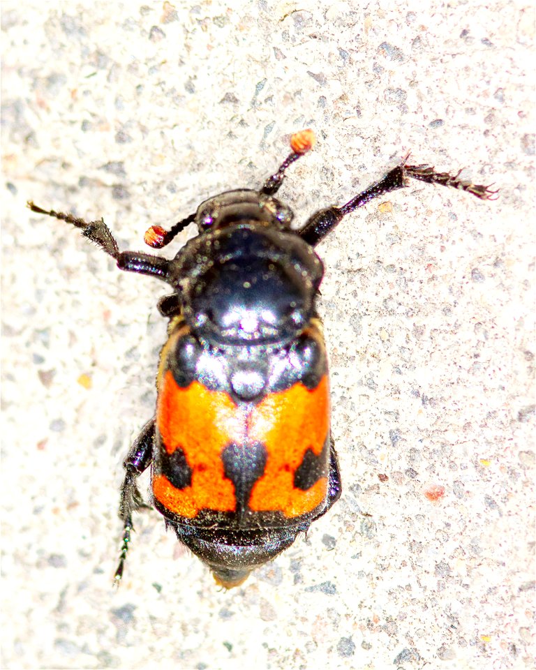 Banded Burying Beetle