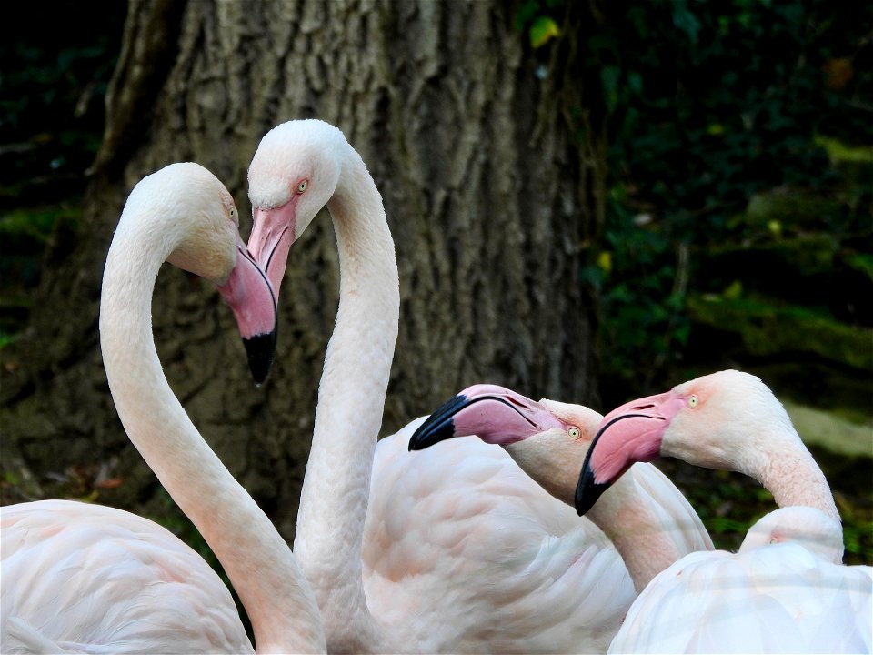 Flamingo