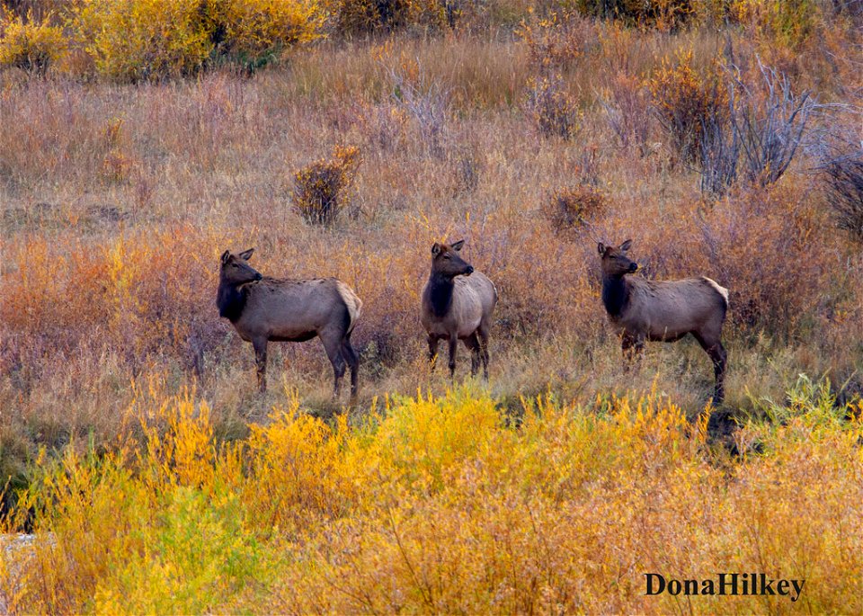 elk-10oct2020-SouthFork-6