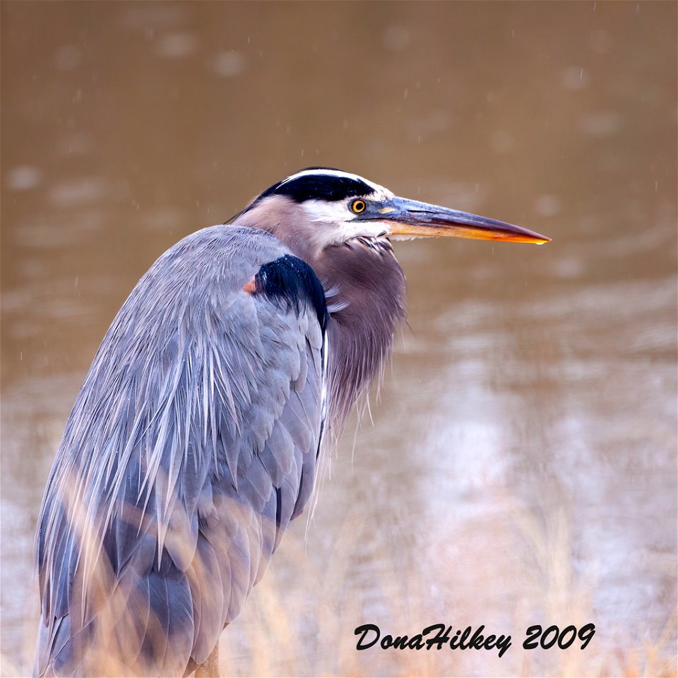 Great Blue Heron