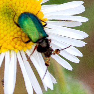Hairy Soft-winged Flower Beetle