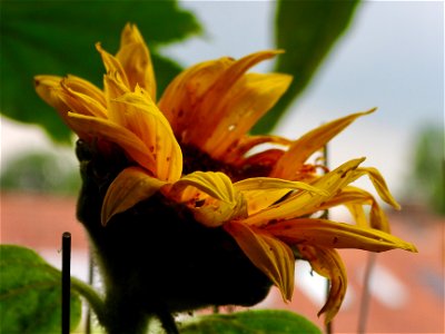 Zonnebloem