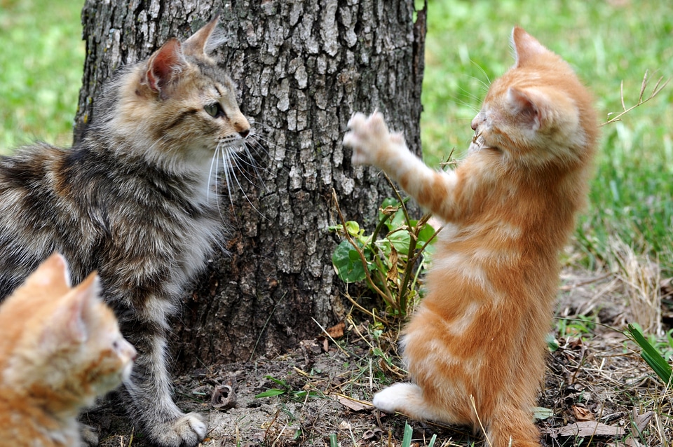 Mammals playing playful
