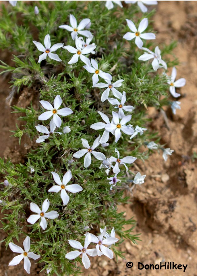 unid-wildflower-2-15may2019-barcus