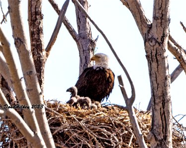 Bald Eagle nest with adult and two chicks photo