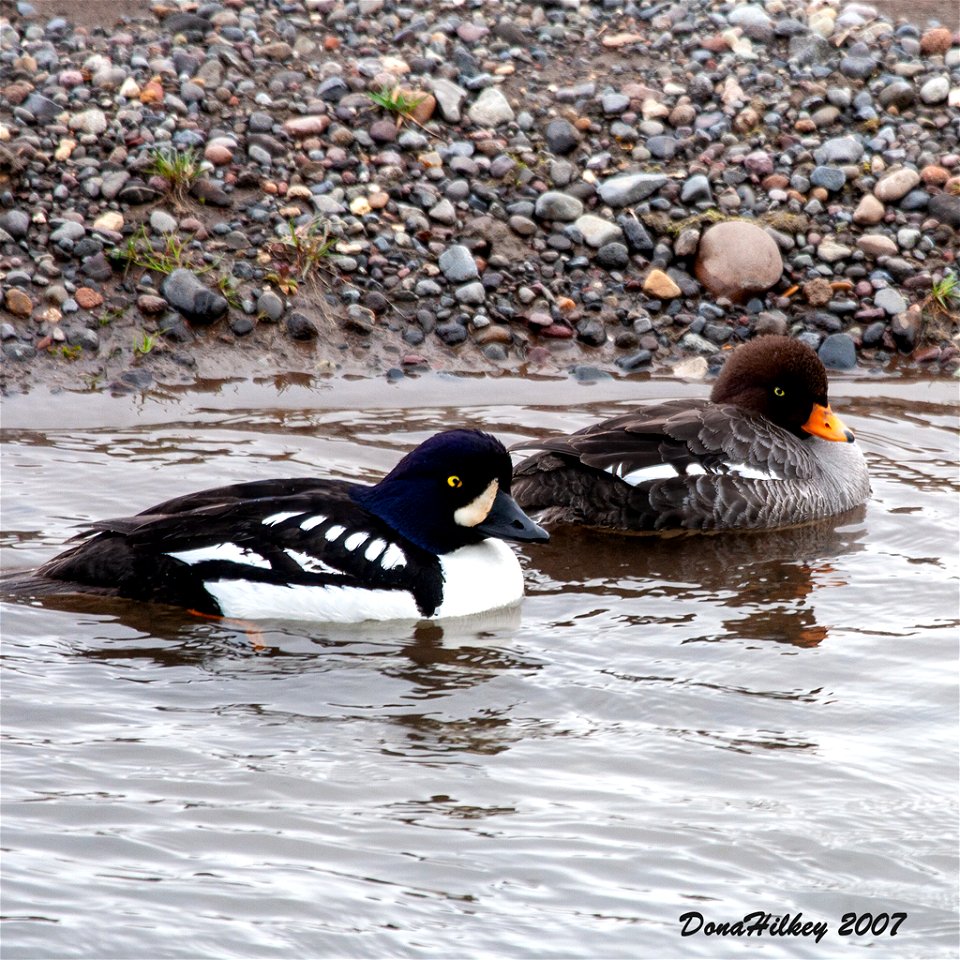 Barrow's Goldeney