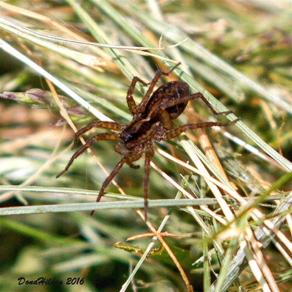 Wolf Spiders