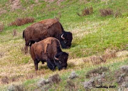 Bison