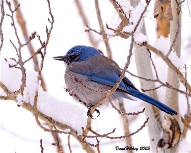 Woodhouse Scrub Jay