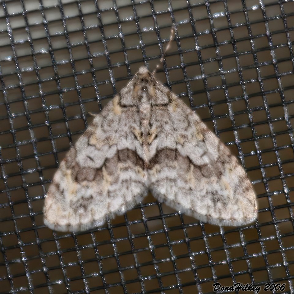 0 Mottled Gray Carpet Cladara limitaria