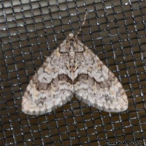 0 Mottled Gray Carpet Cladara limitaria