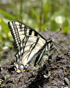 Western Tiger Swallowtail