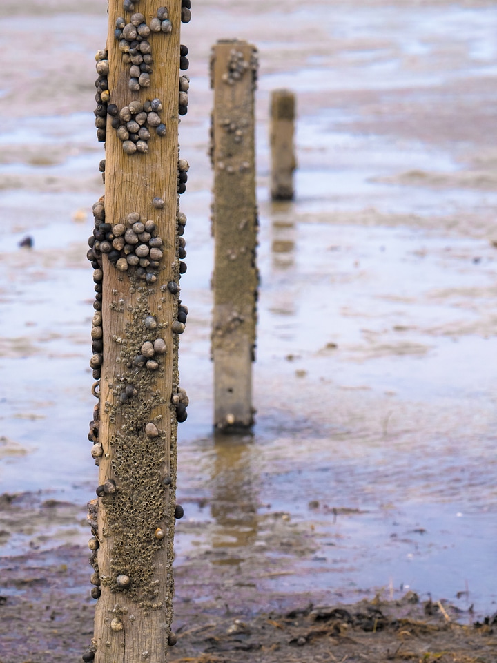 North sea wooden beams beach