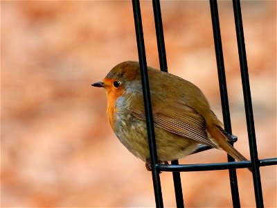 Roodborst