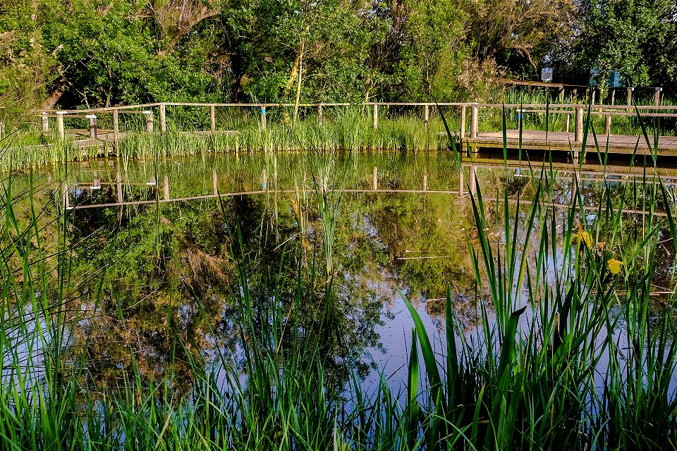 05-05-2017 Aiguamolls de l' Empordà