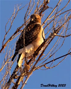 Red-tailed Hawk photo