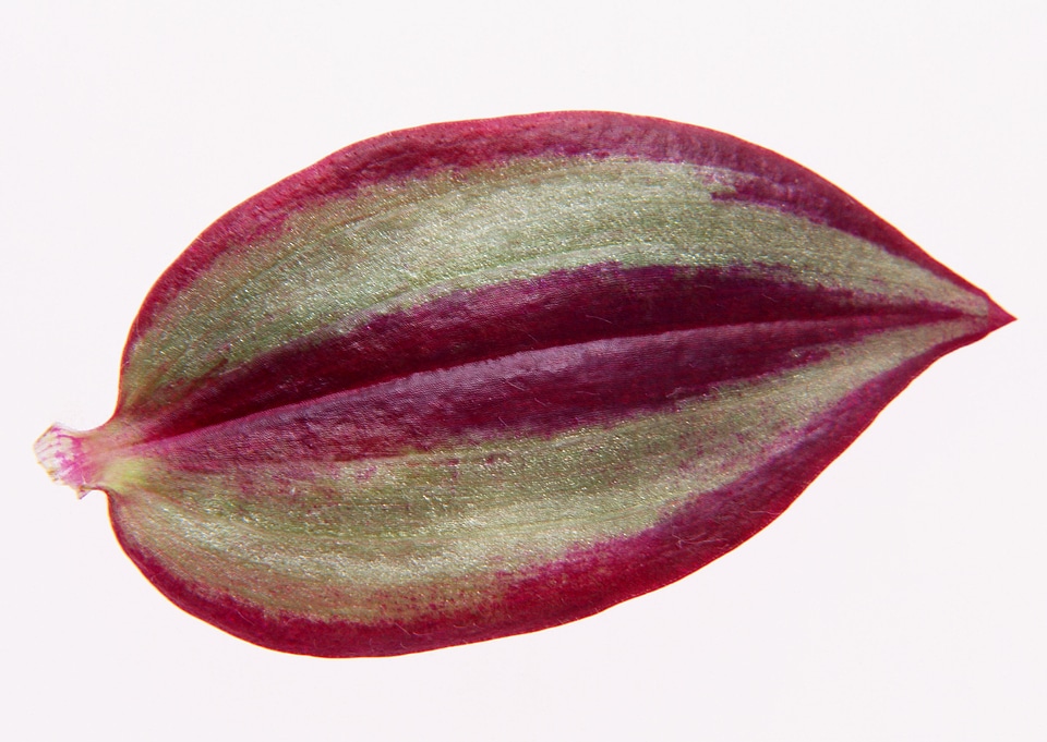 red and green leaf of tradescantia