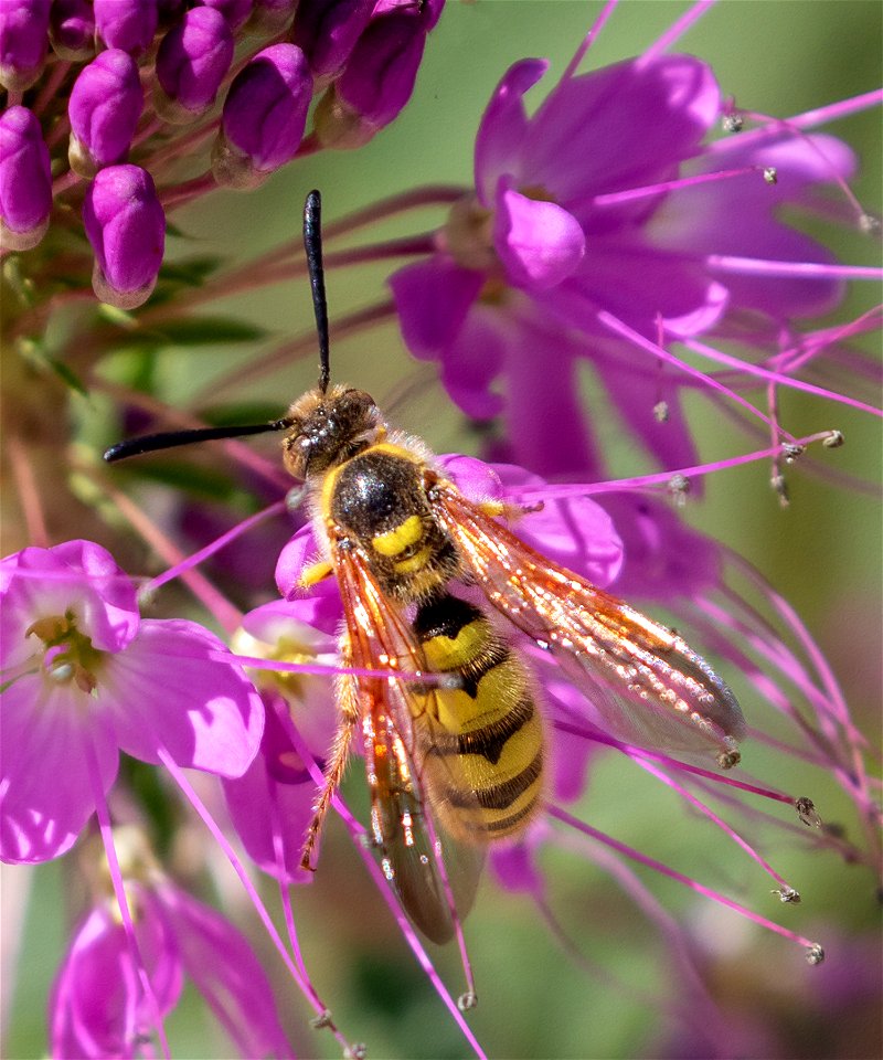 Crioscola alcione male