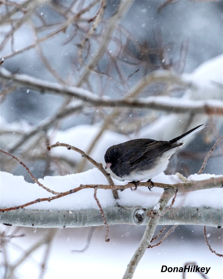 Slate-colored Dark-eyed Junco photo