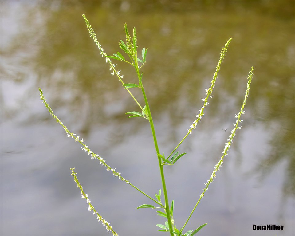 White Sweet Clover