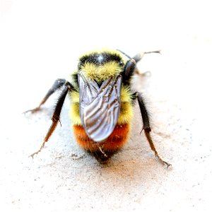 Bombus-centralis-9may2020-home-back-inat