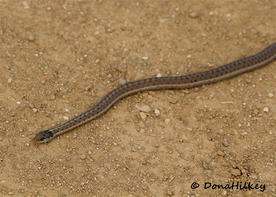 Wandering Garter Snake