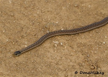 Wandering Garter Snake photo