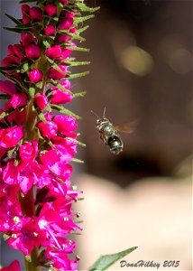 Tribe Osmiini a member of Mason, Leafcutter, Carder, and Resin Bees Family Megachilidae